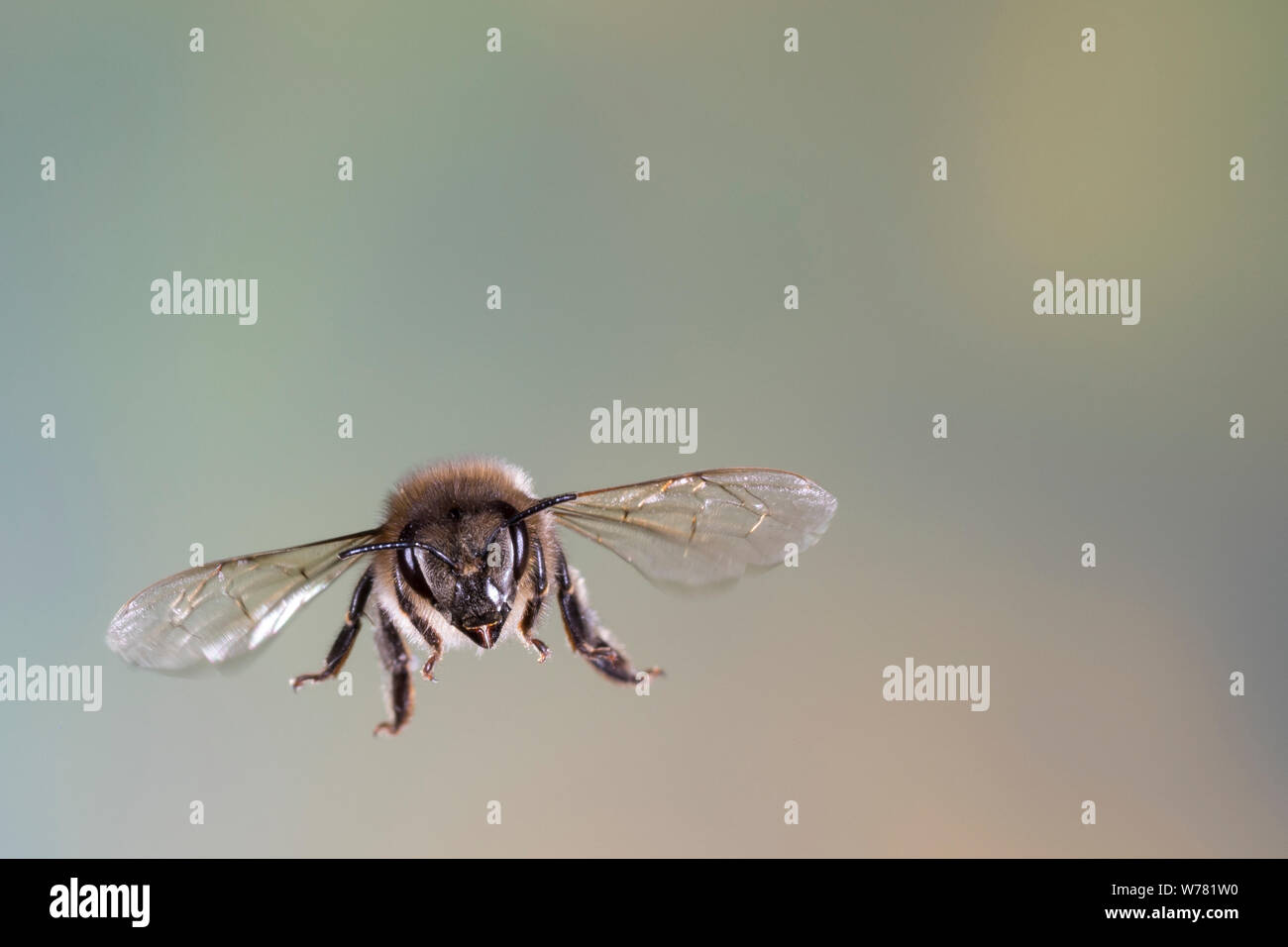 Honigbiene, Honig-Biene, Europäische Honigbiene, Westliche Honigbiene, Flug, fliegend, Biene, Bienen, Apis mellifera, Apis mellifica, honey bee, hive Stock Photo