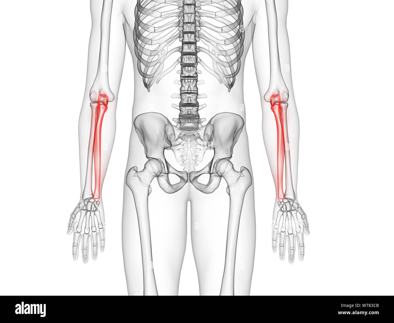 3d rendered medically accurate illustration of the ulna bone Stock