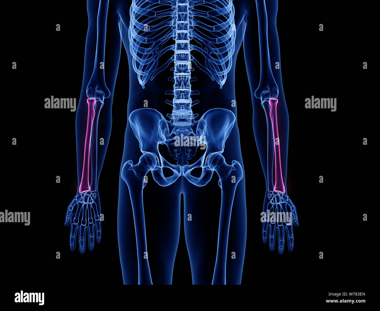 3d rendered medically accurate illustration of the radius bone Stock Photo