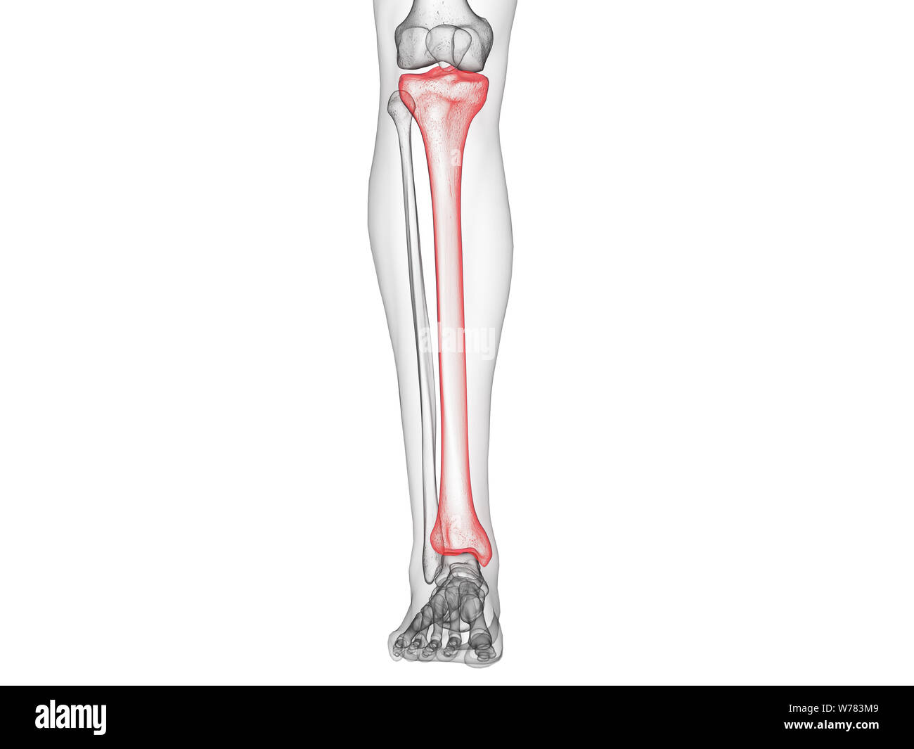 3d rendered medically accurate illustration of the tibia bone Stock ...