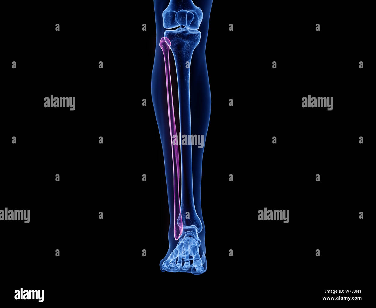 3d rendered medically accurate illustration of the fibula bone Stock ...