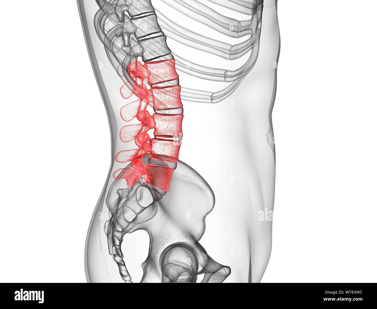 3d rendered medically accurate illustration of the lumbar spine Stock Photo