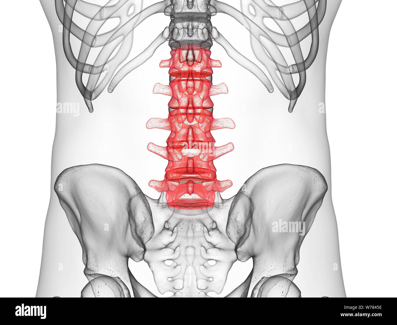 3d rendered medically accurate illustration of the lumbar spine Stock Photo