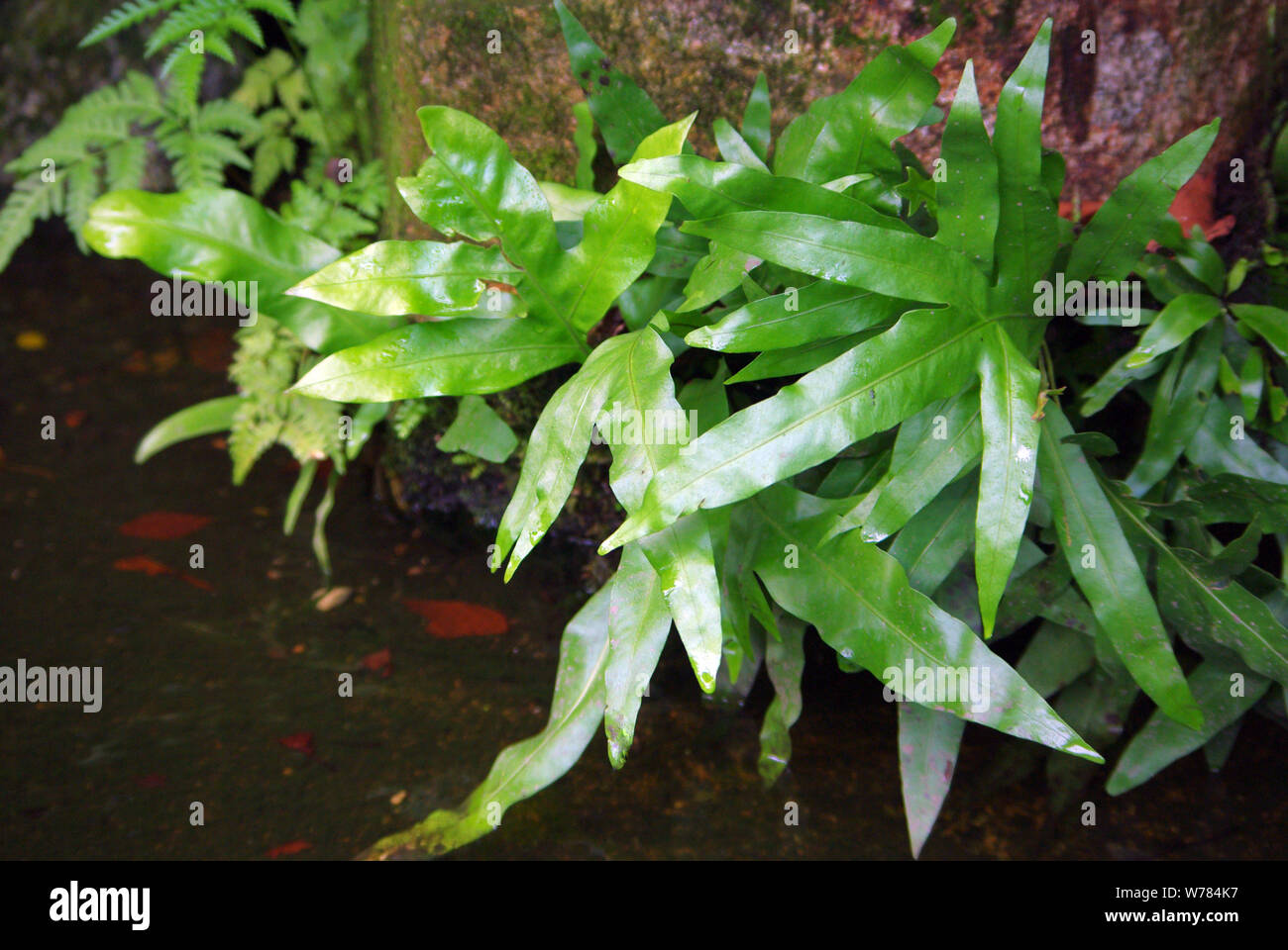 Java fern, Microsorum pteropus Stock Photo