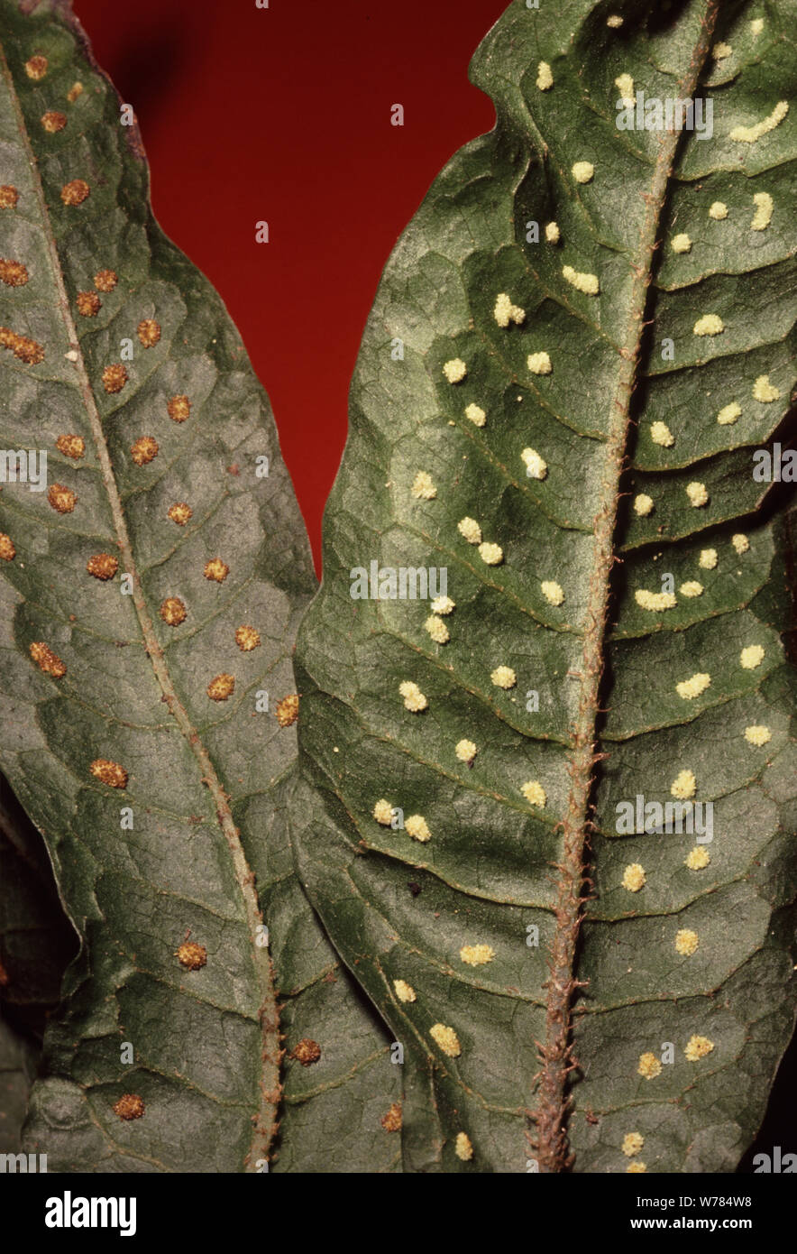 Sporangia on the underside of the Java fern frond, Microsorum pteropus Stock Photo