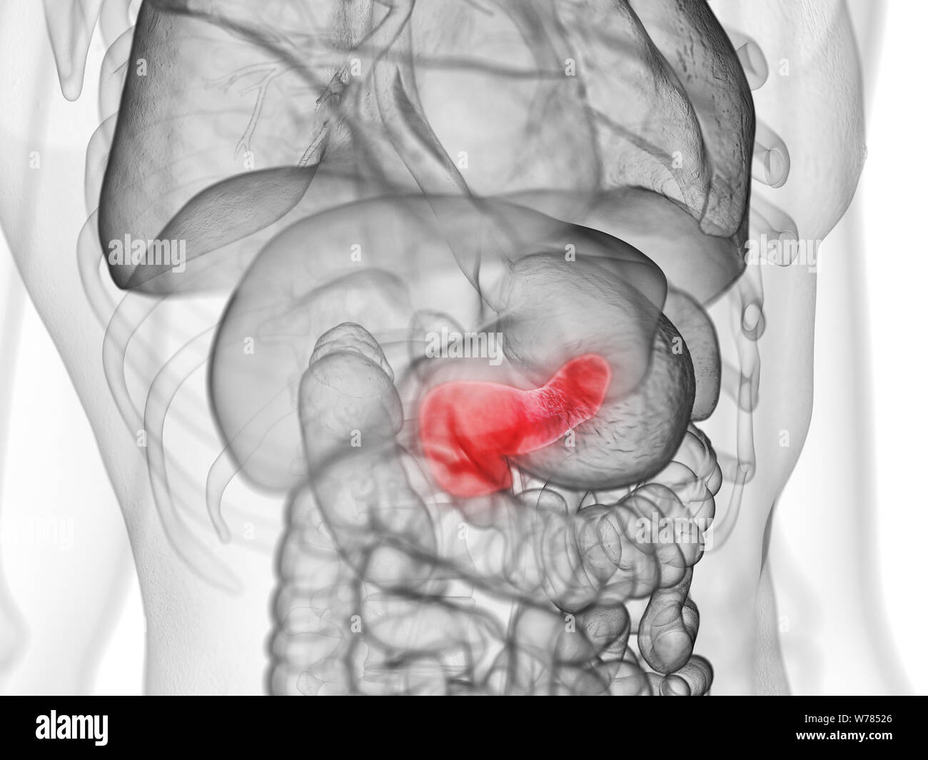 3d rendered medically accurate illustration of the pancreas Stock Photo ...