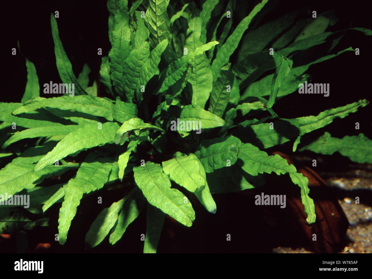 Java fern, Microsorum pteropus Stock Photo