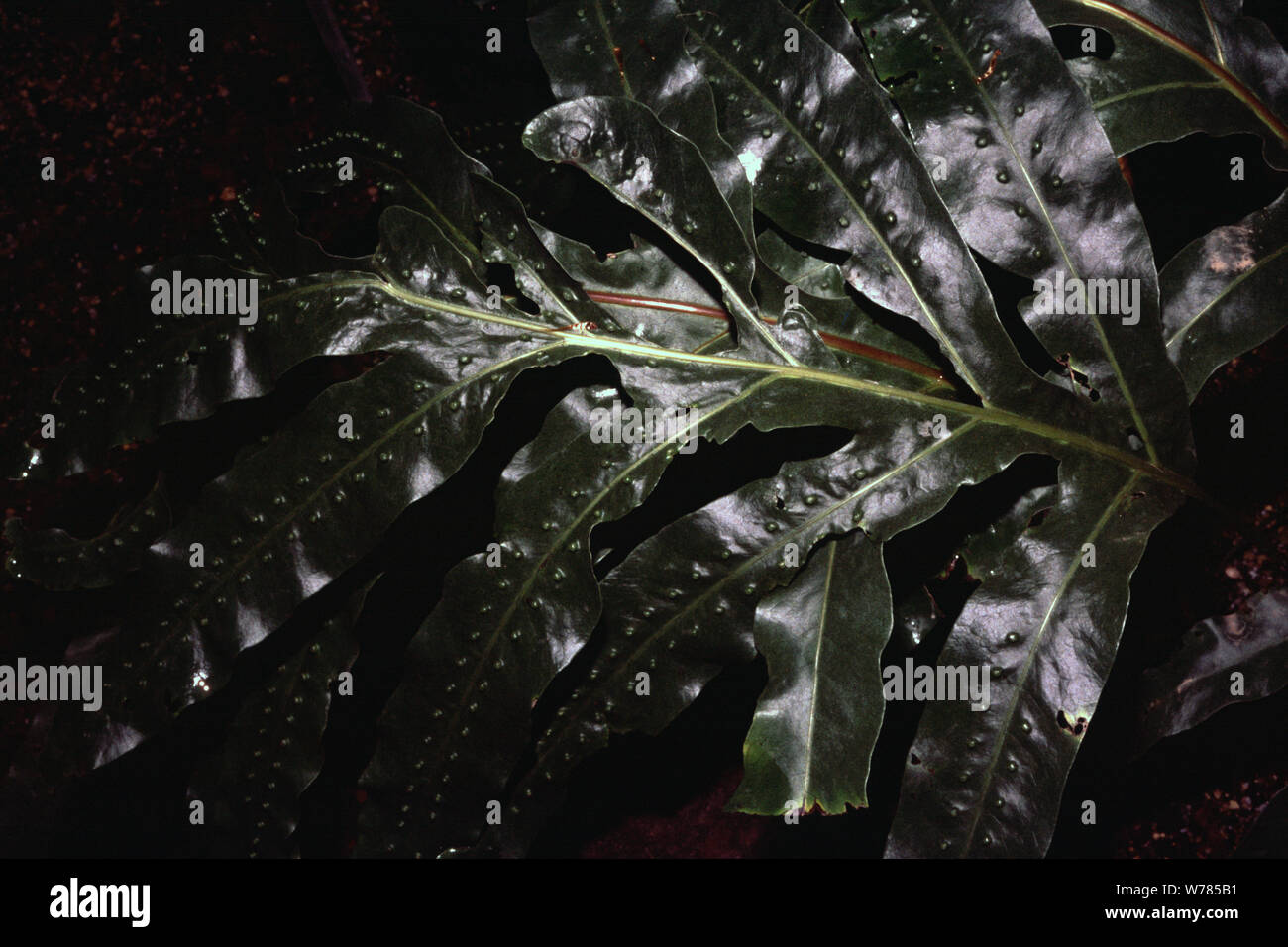 Pimple fern, Microsorum membranifolium Stock Photo