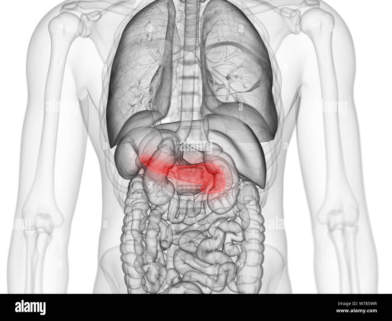 3d rendered medically accurate illustration of the pancreas Stock Photo ...