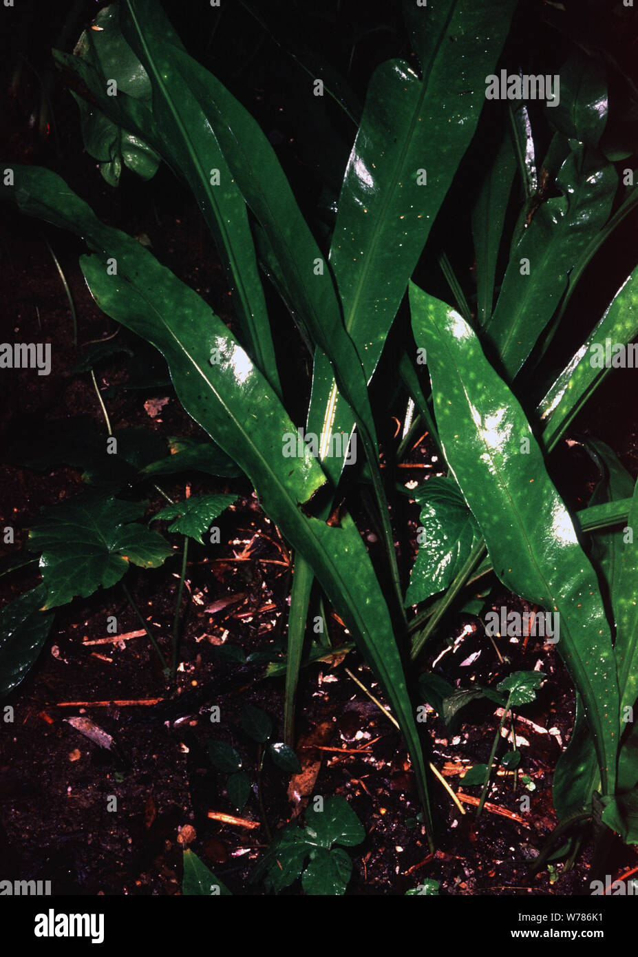 Fishtail fern, Microsorum punctatum Stock Photo