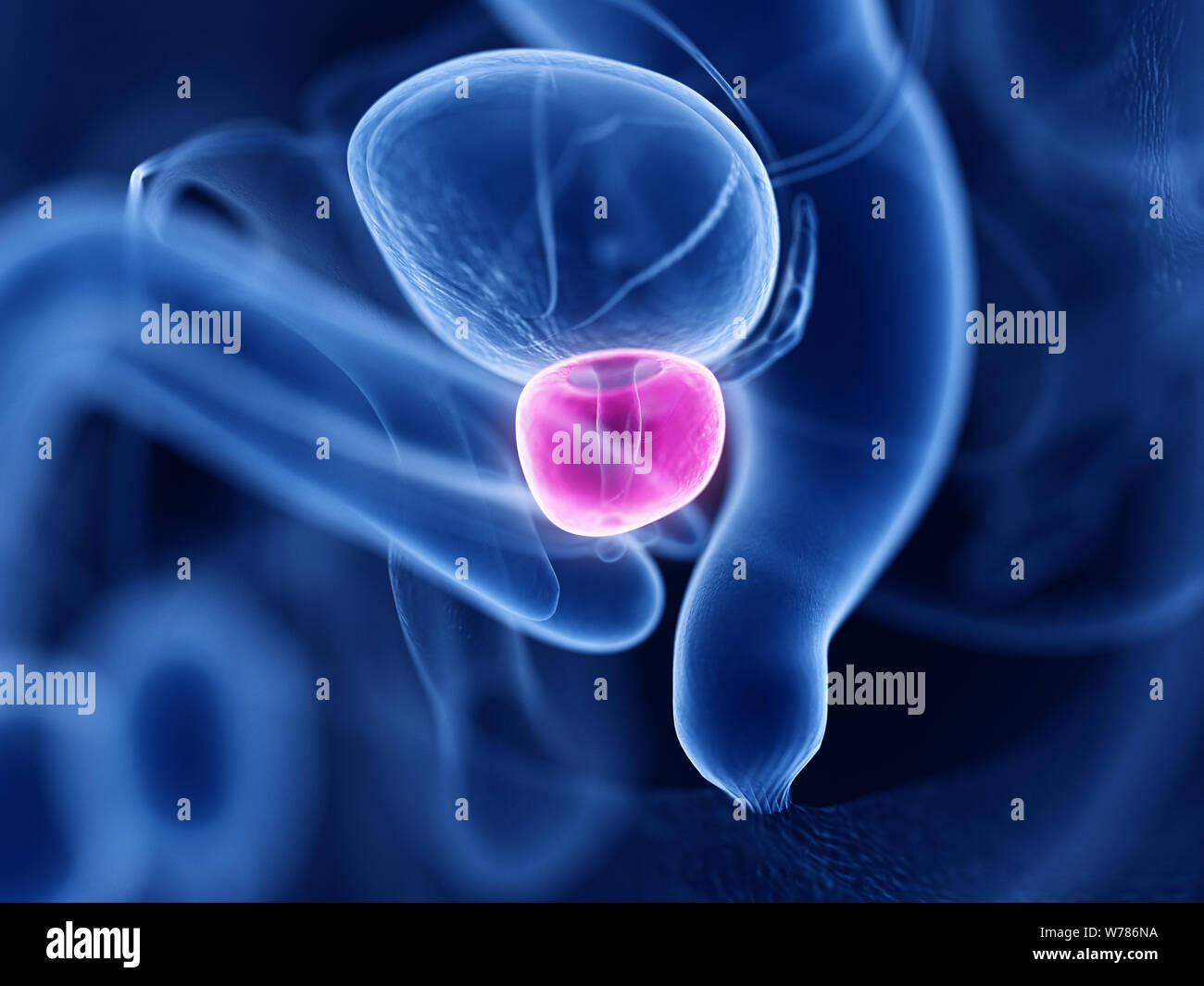 Prostate Function Human prostate gland hi-res stock photography and images - Alamy