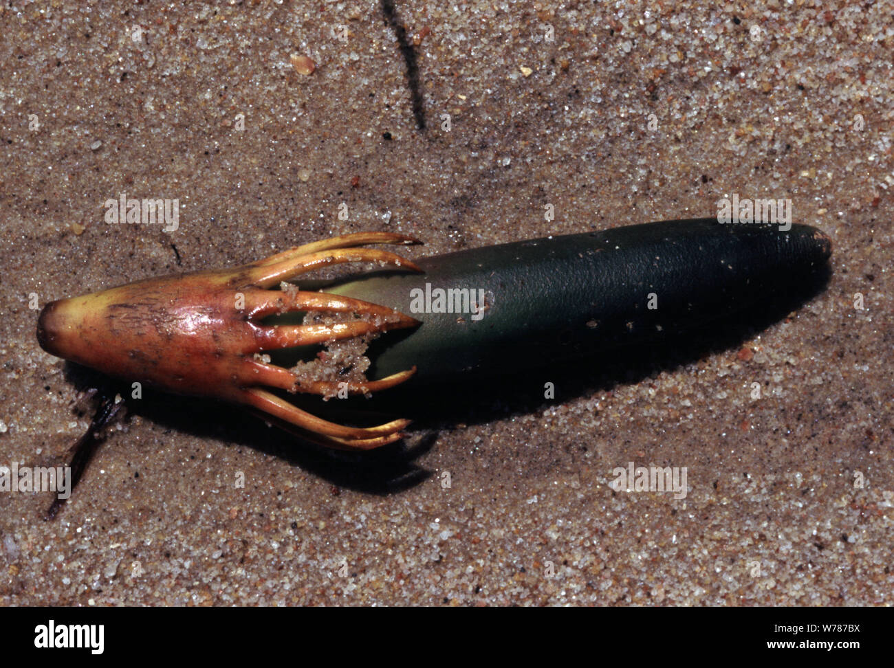 Mangrella Fruit or seed of Red mangrove, Rhizophora mangle Stock Photo - Alamy