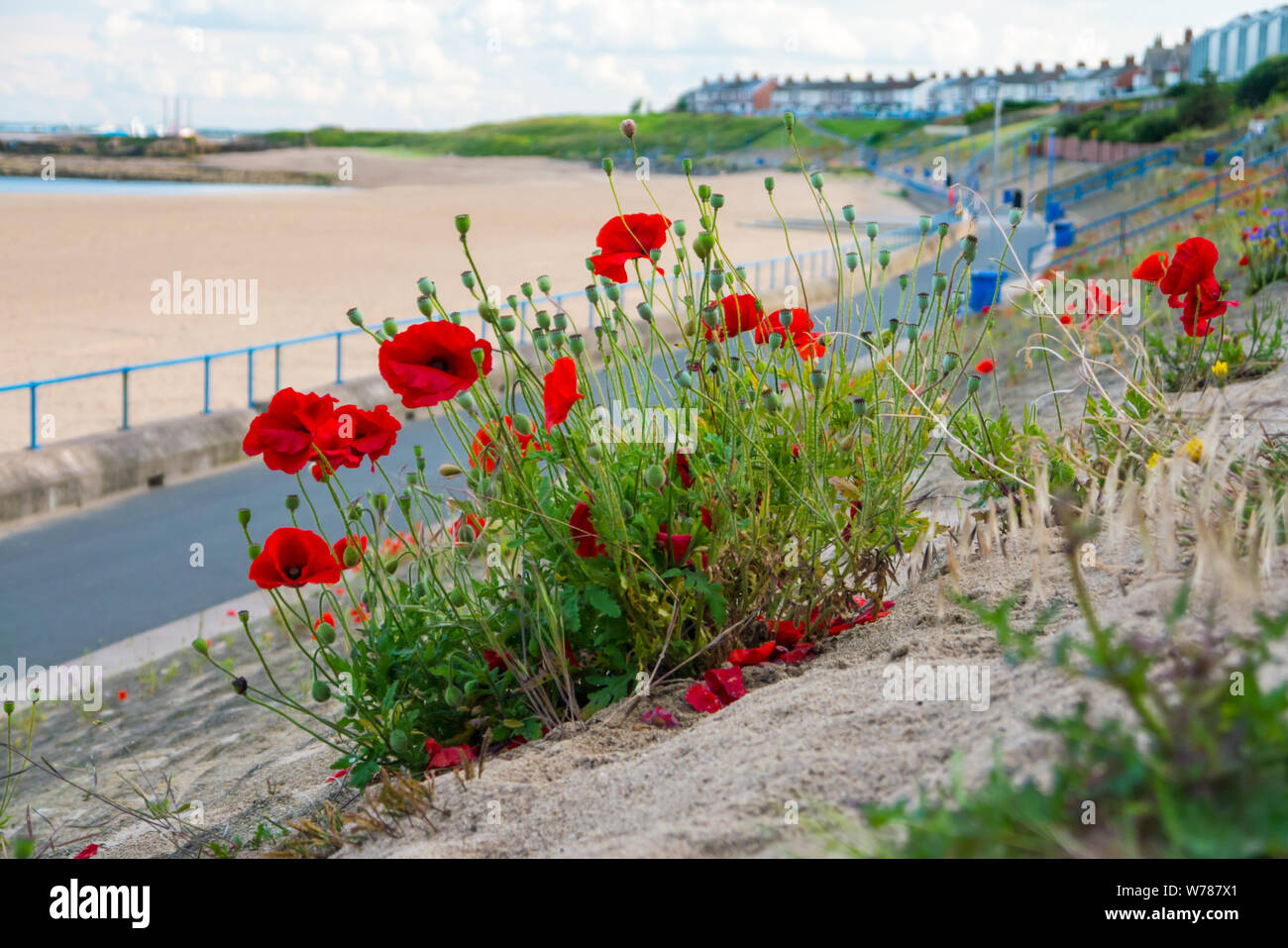 Red Poppies Growing Wild along an Embankment at Newbiggin-by-the-Sea Coast Stock Photo