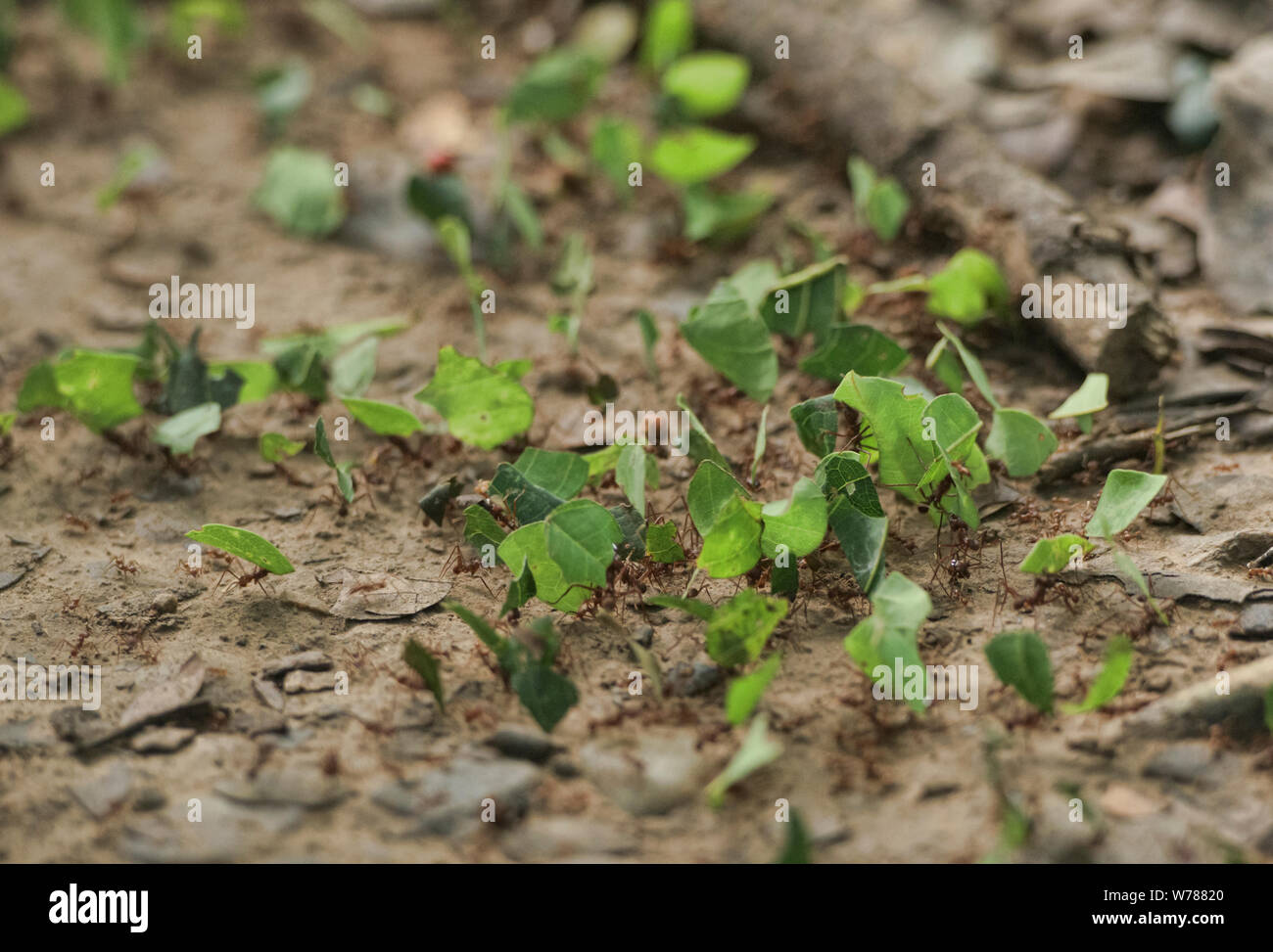 Leafcutter ants (Acromyrmex) at work, Tambopata Reserve, Peruvian Amazon Stock Photo