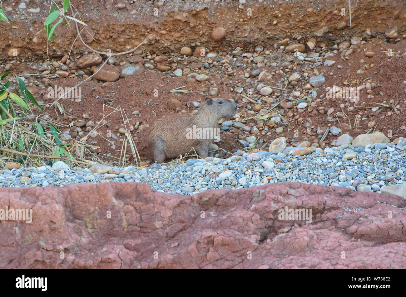 Capybara, the world's largest rodent, Tambopata Reserve, Peruvian Amazon Stock Photo