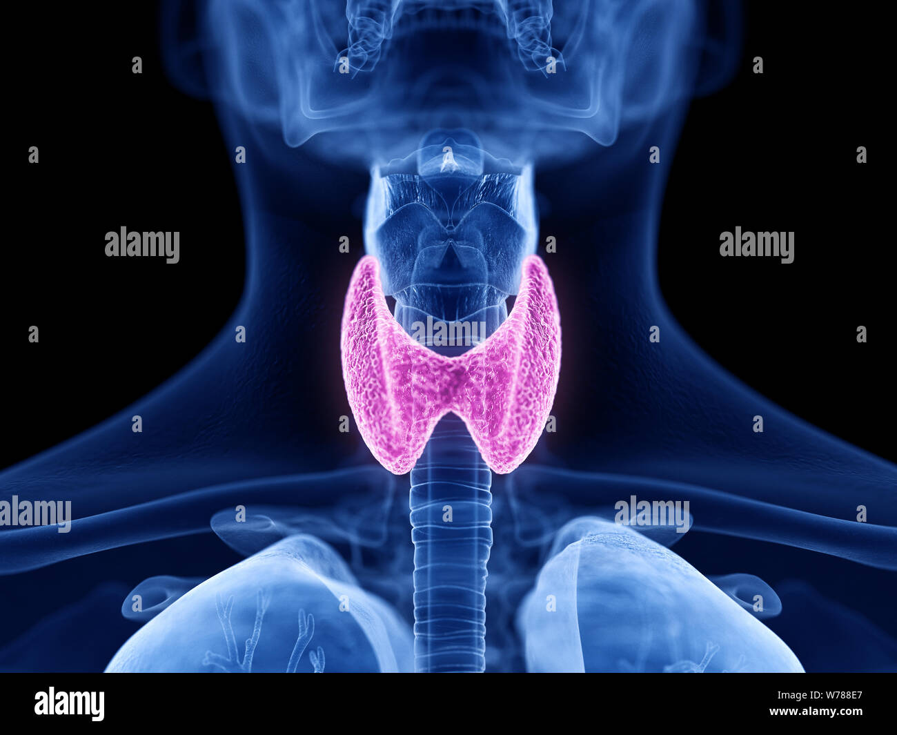 3d rendered medically accurate illustration of the thyroid gland Stock