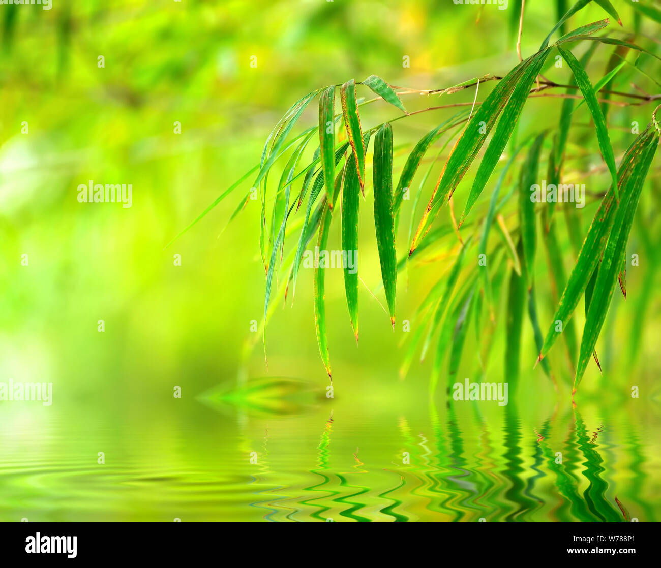 Abstract spring green background hi-res stock photography and images ...