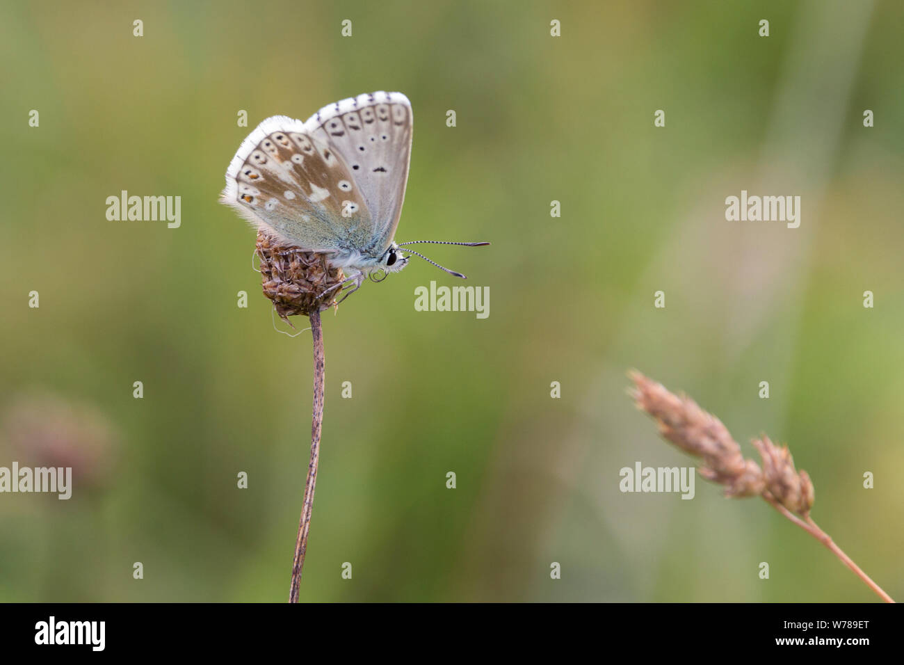 Common blue butterfly (Polyommatus icarus) upper wings blue (male) closed wings (underside) grey and brown with dark spots white feathery outer edges Stock Photo