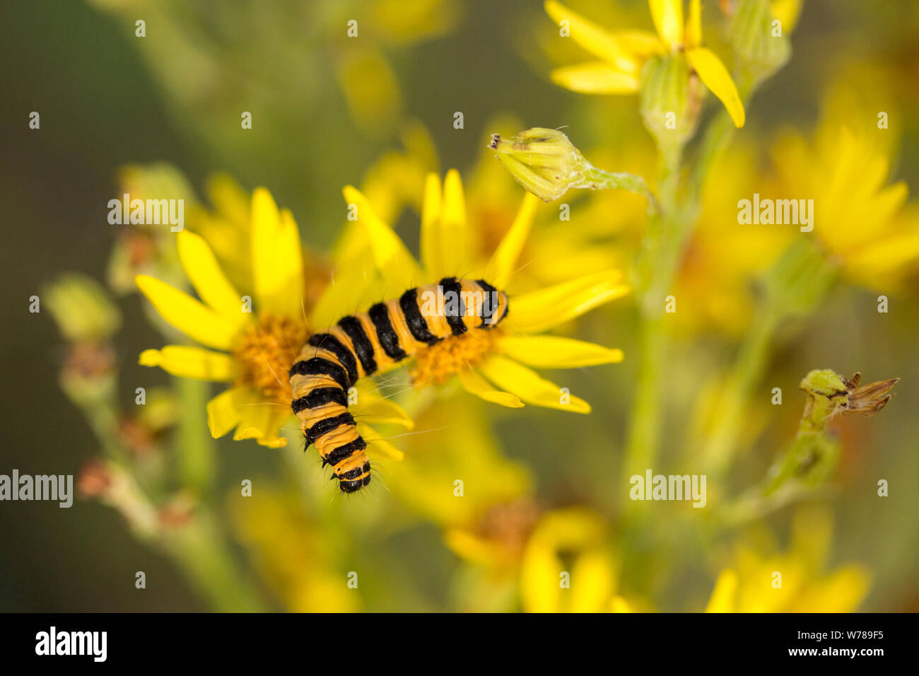 Cinnabar (Tyria jacobaeae) moth larvae caterpillar yellow orange with