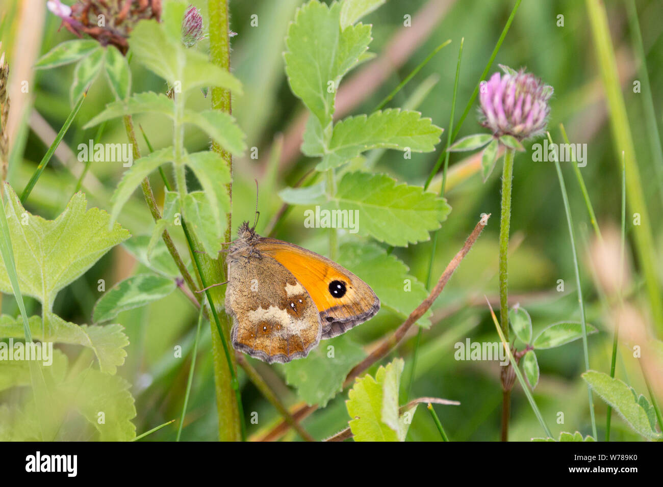 Gatekeeper (Pyronia tithonus) false eye on forewing has two white pupils and three or four small white spots on hindwings. Orange and brown butterfly Stock Photo