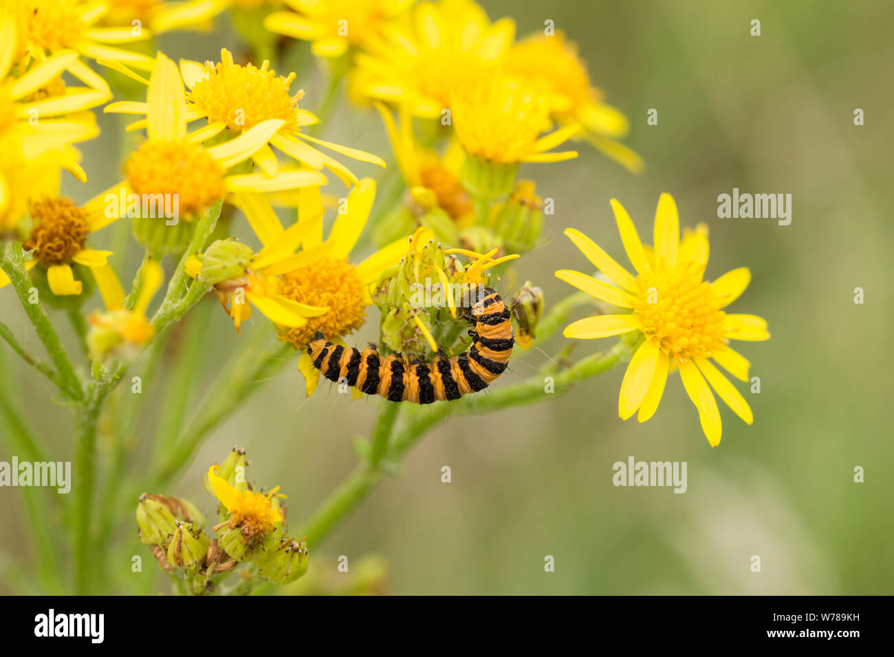 Cinnabar (Tyria jacobaeae) moth larvae caterpillar yellow orange with
