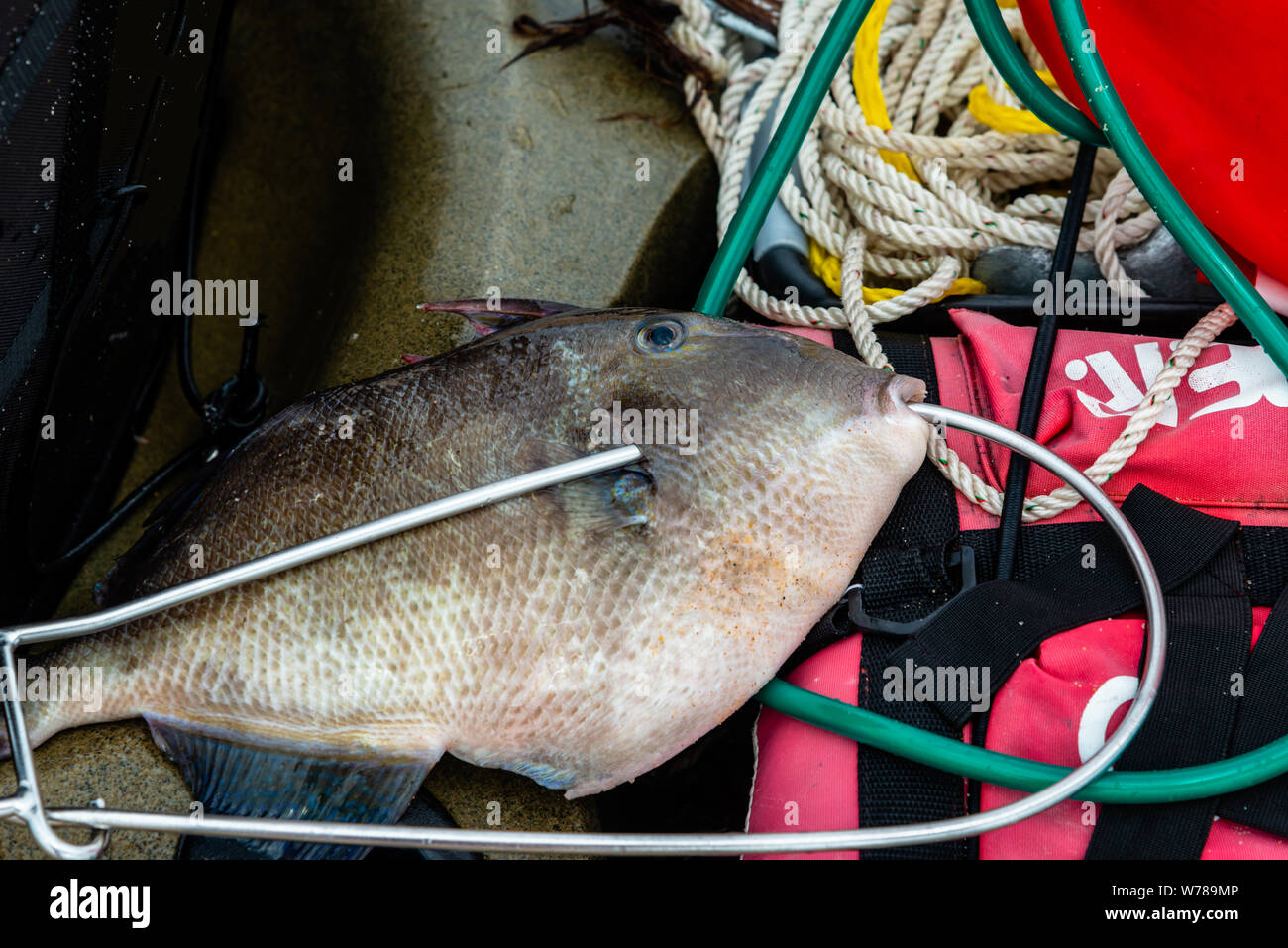 Deep diving fishing, fishing equipment Stock Photo