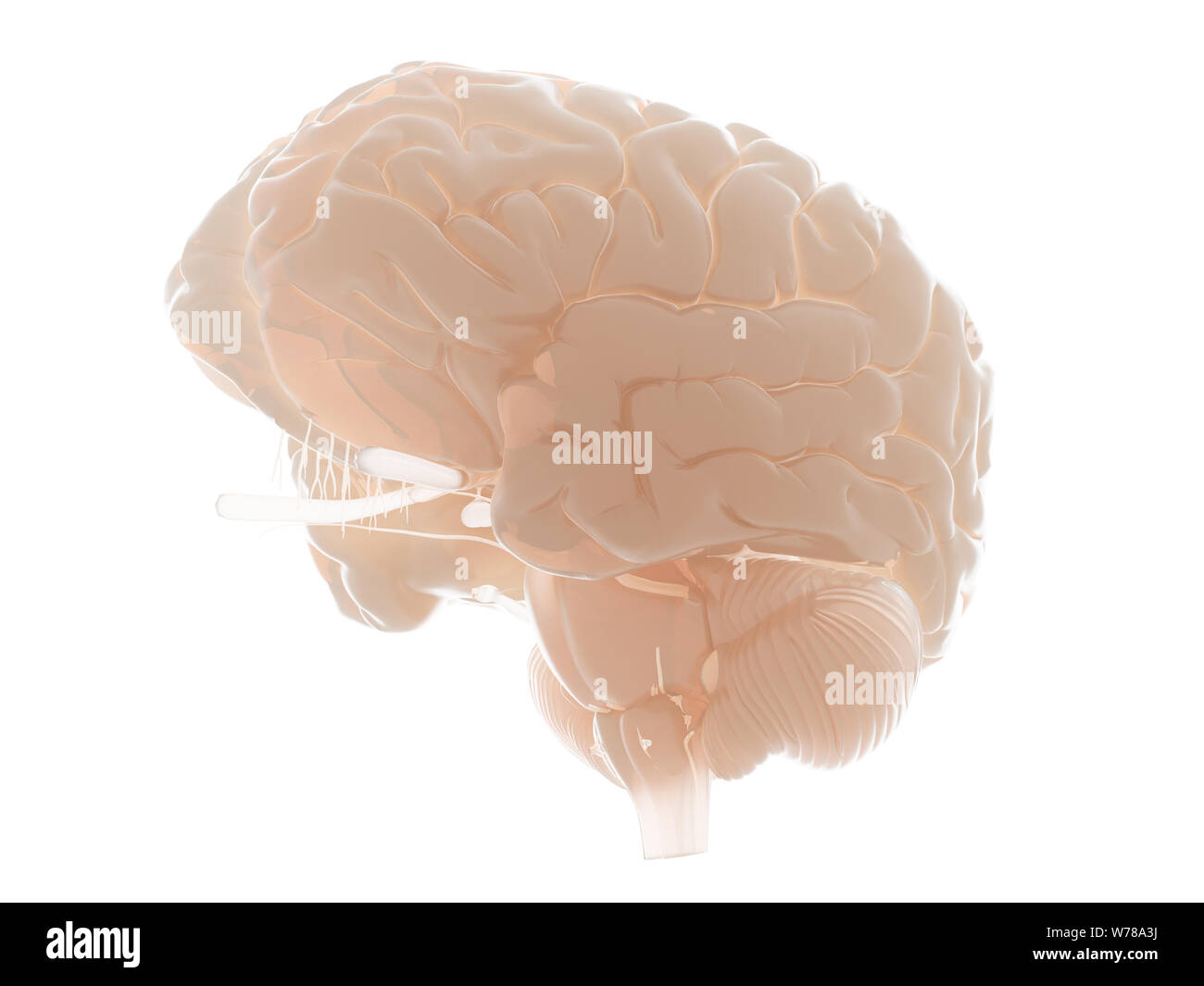 3d rendered medically accurate illustration of the human brain Stock ...