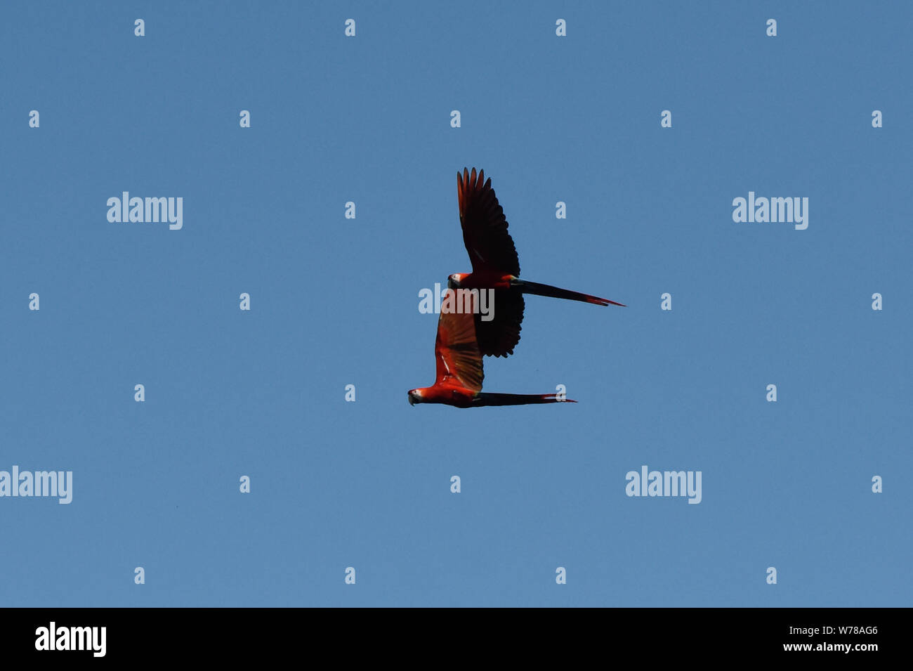 Scarlet macaws (Ara macao) in flight, Tambopata Reserve, Peruvian Amazon Stock Photo
