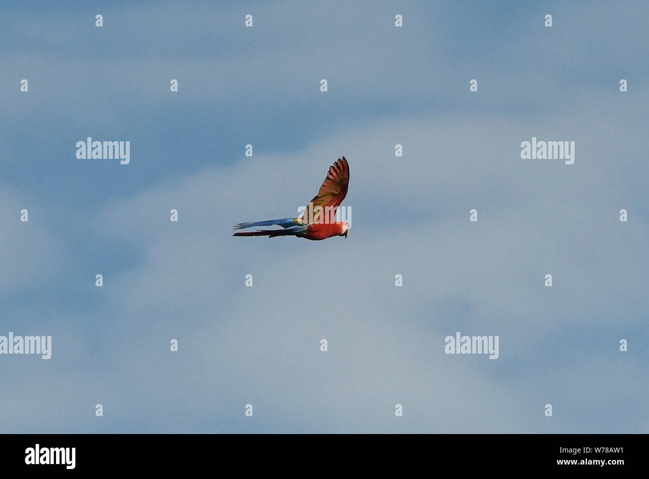 Scarlet macaw (Ara macao) in flight, Tambopata Reserve, Peruvian Amazon Stock Photo