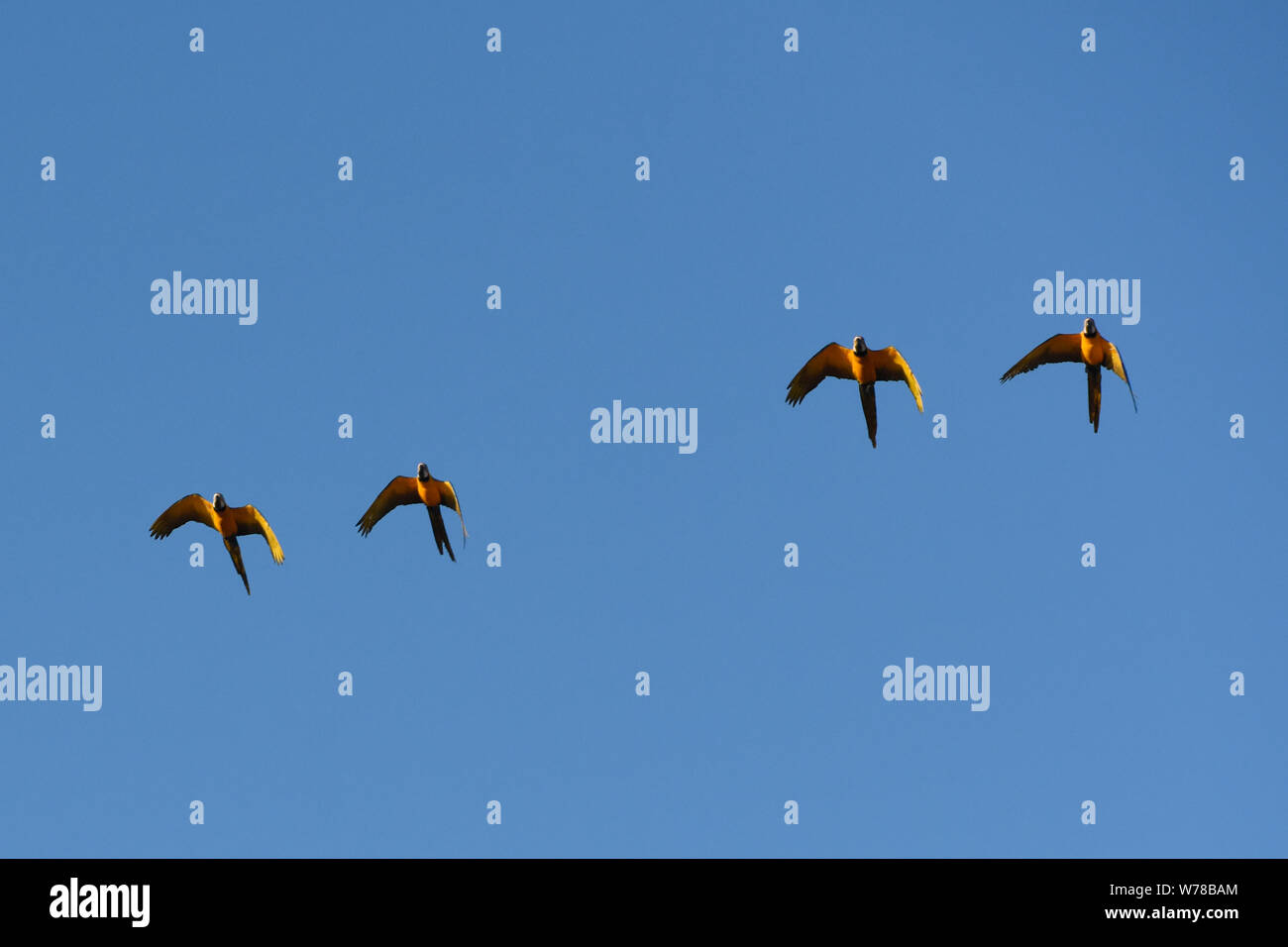 Scarlet macaws (Ara macao) in flight, Tambopata Reserve, Peruvian Amazon Stock Photo