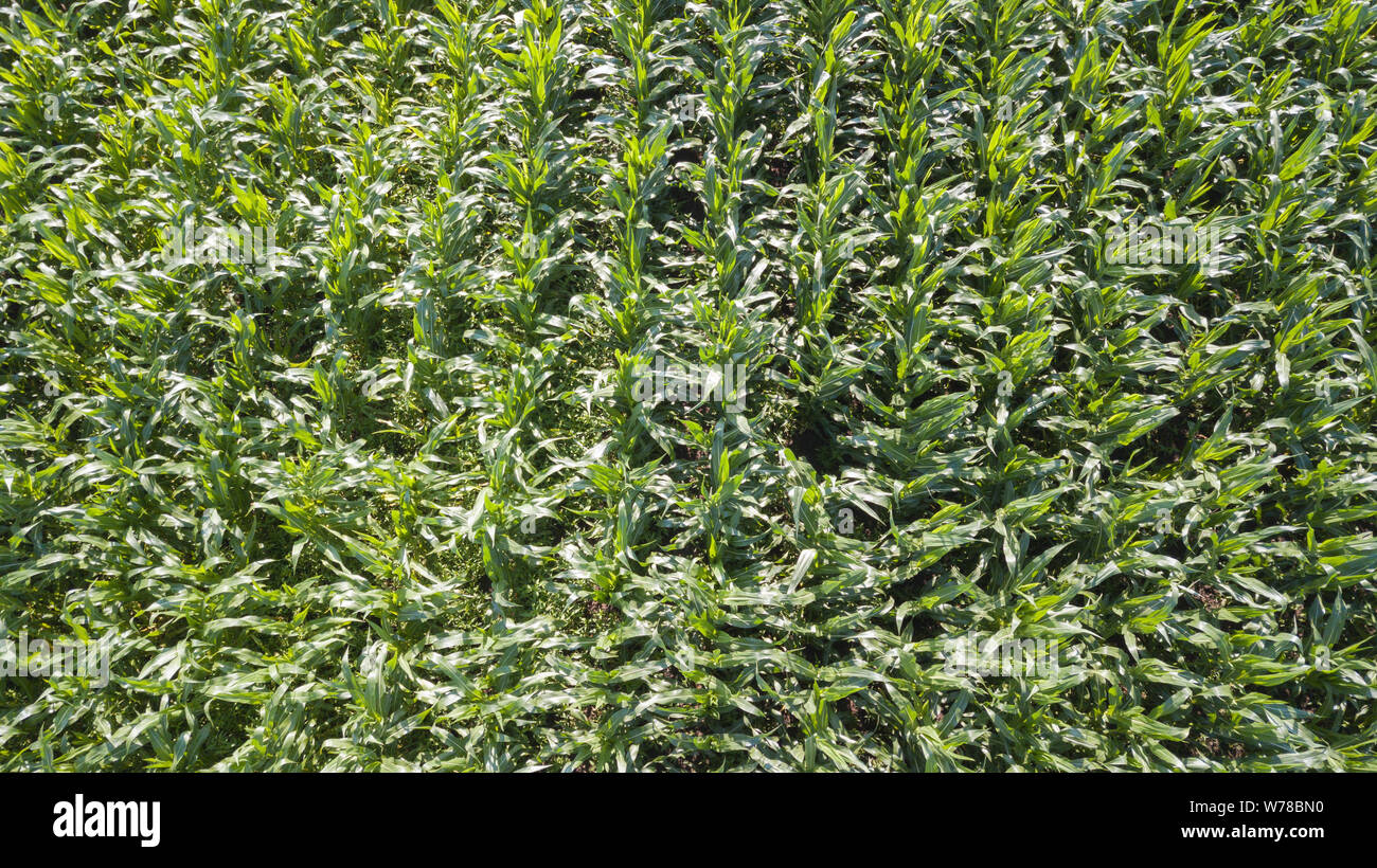 Cornfield rows drone view hi-res stock photography and images - Alamy