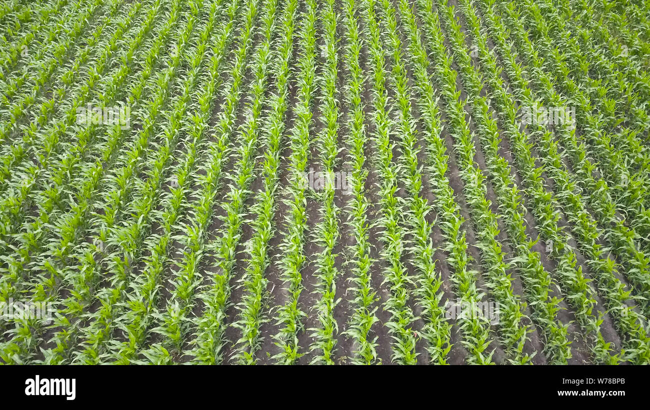 Cornfield rows drone view hi-res stock photography and images - Alamy