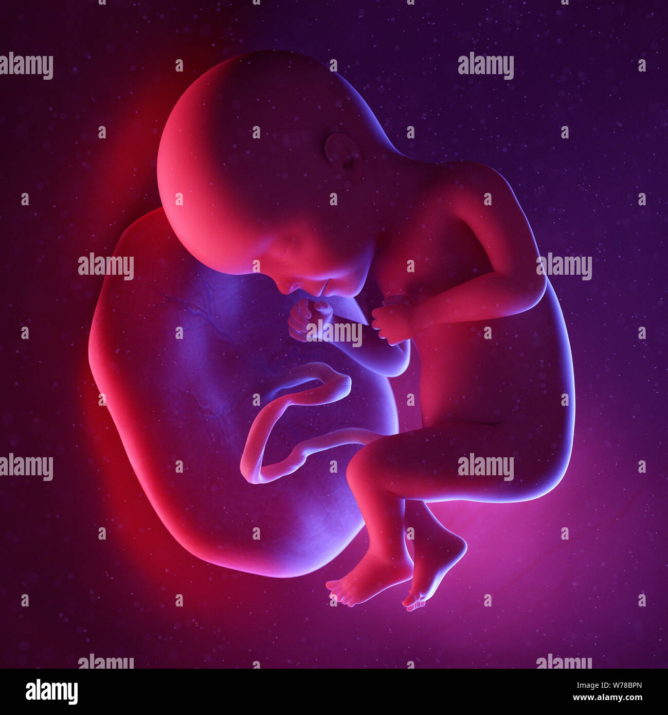 Pregnancy week 27 hi-res stock photography and images - Alamy