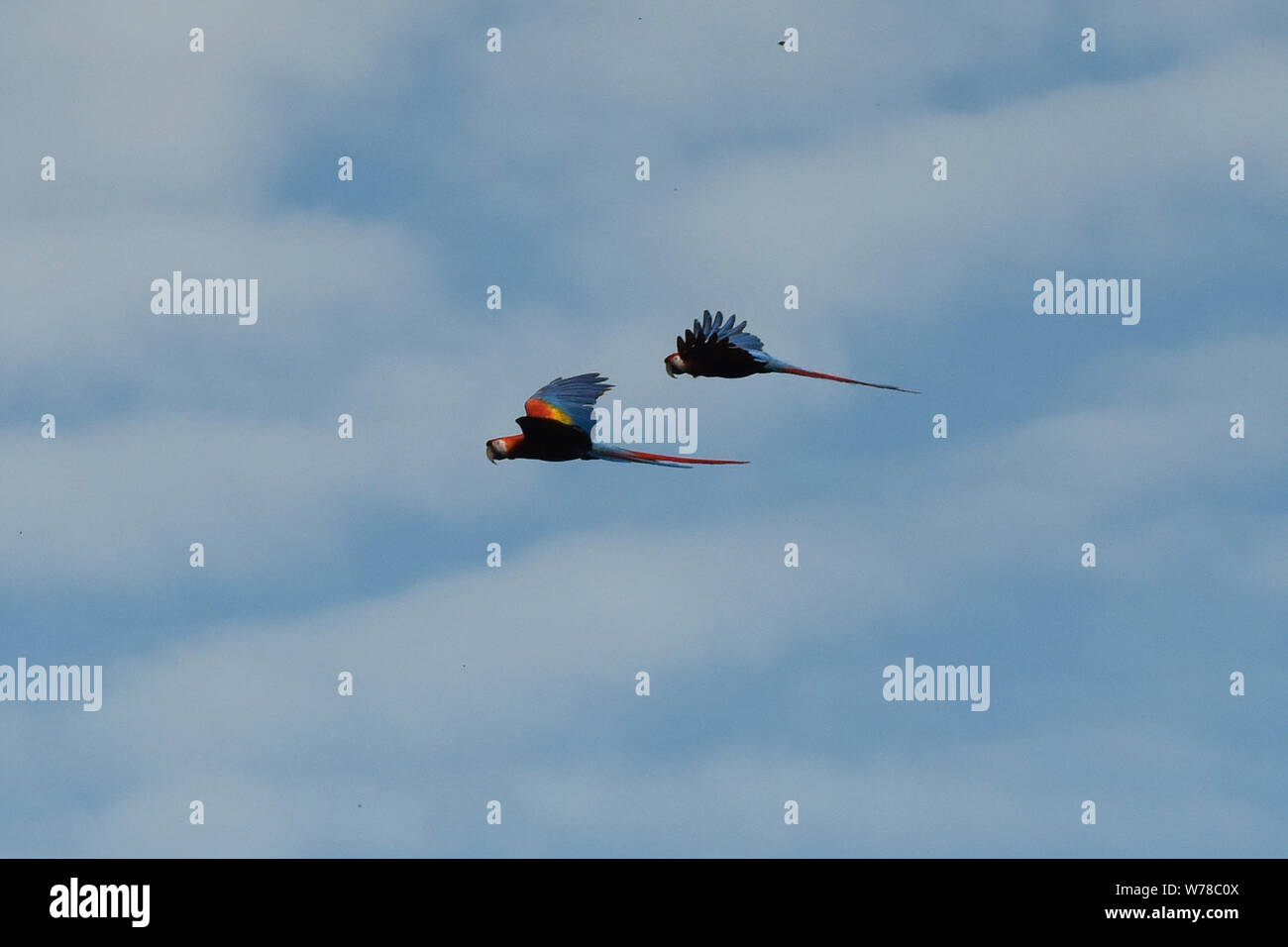 Scarlet macaws (Ara macao) in flight, Tambopata Reserve, Peruvian Amazon Stock Photo