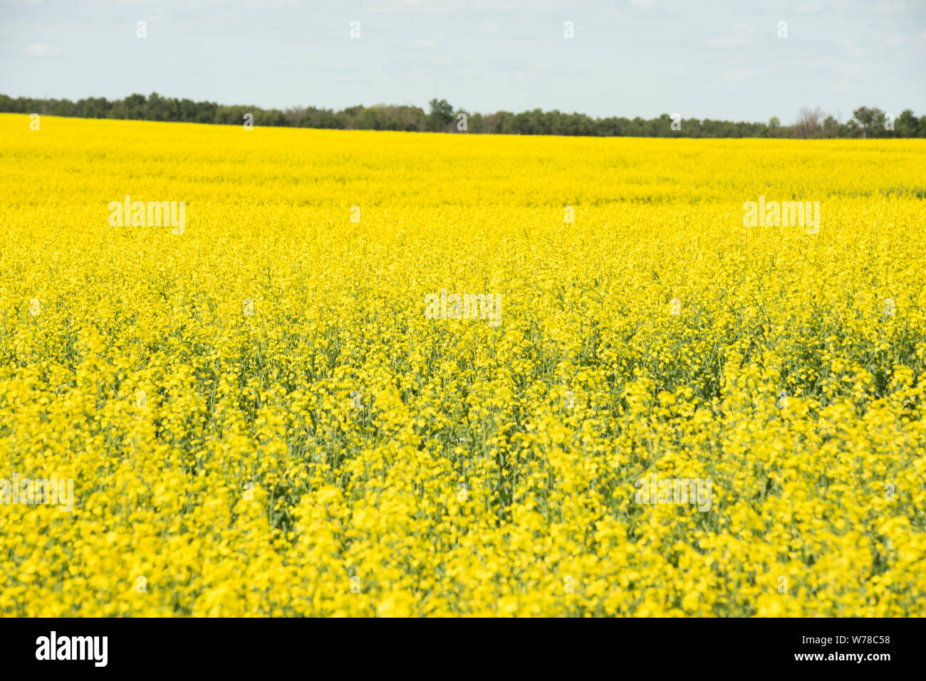 Bright yellow Canola field against a large, prairie sky in western Manitoba. Stock Photo