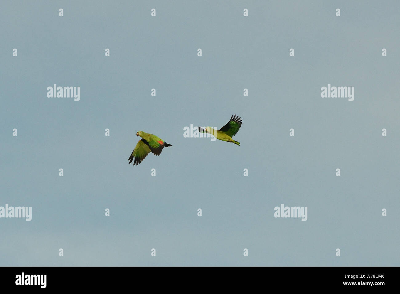 Yellow-crowned parrots in flight, Tambopata Reserve, Peruvian Amazon Stock Photo