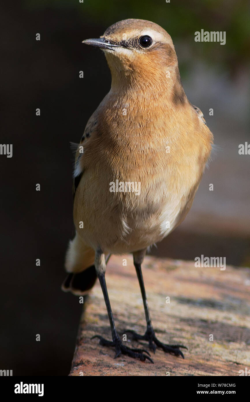 A Northern Wheatear ( Oenanthe oenanthe ) standing on a brick wall in the Greenhill Gardens in Weymouth Dorset England Stock Photo