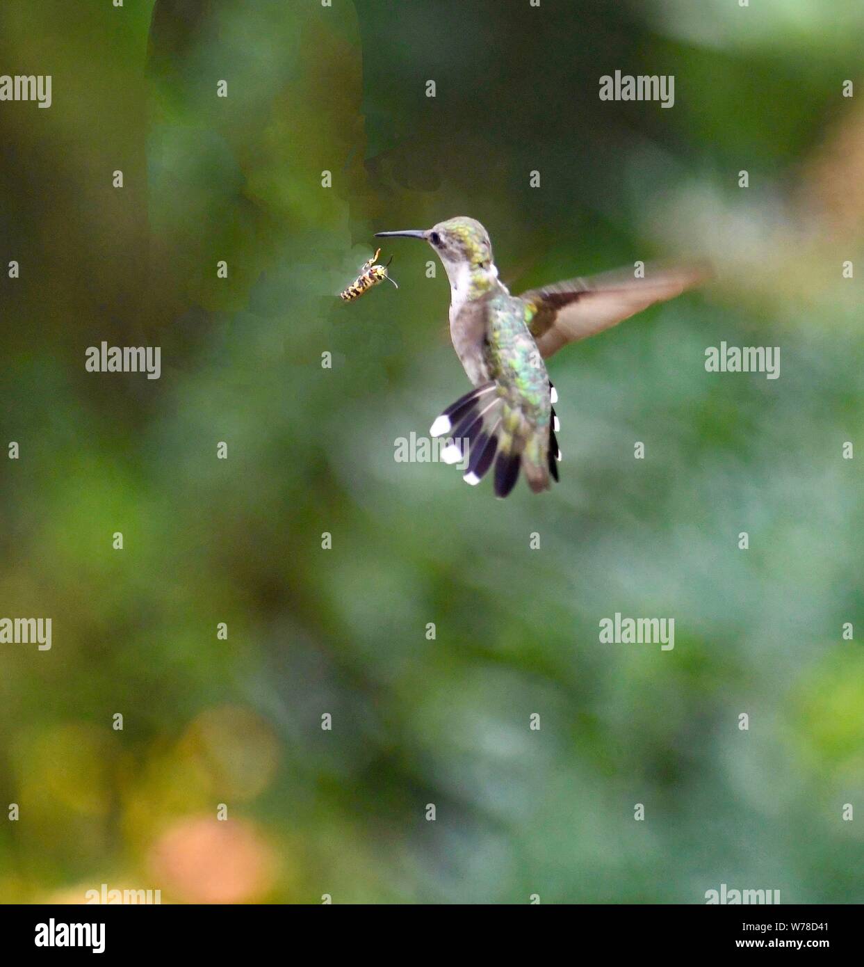 hummingbirds, hummingbird Stock Photo