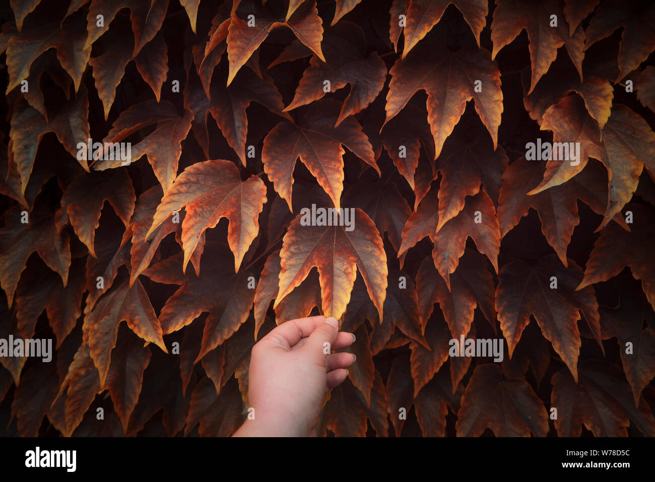 Colorful fall frame. Golden and red autumn leaves on a wall and a hand touching one leaf. Autumn colored ivy leaves background. Picking autumn leaf. Stock Photo