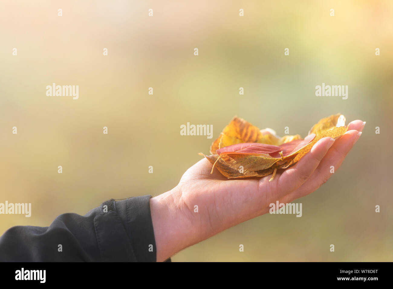 Colorful golden autumn frame with yellow fallen leaves held in hand under sunlight. Fall concept with copy space. Stock Photo