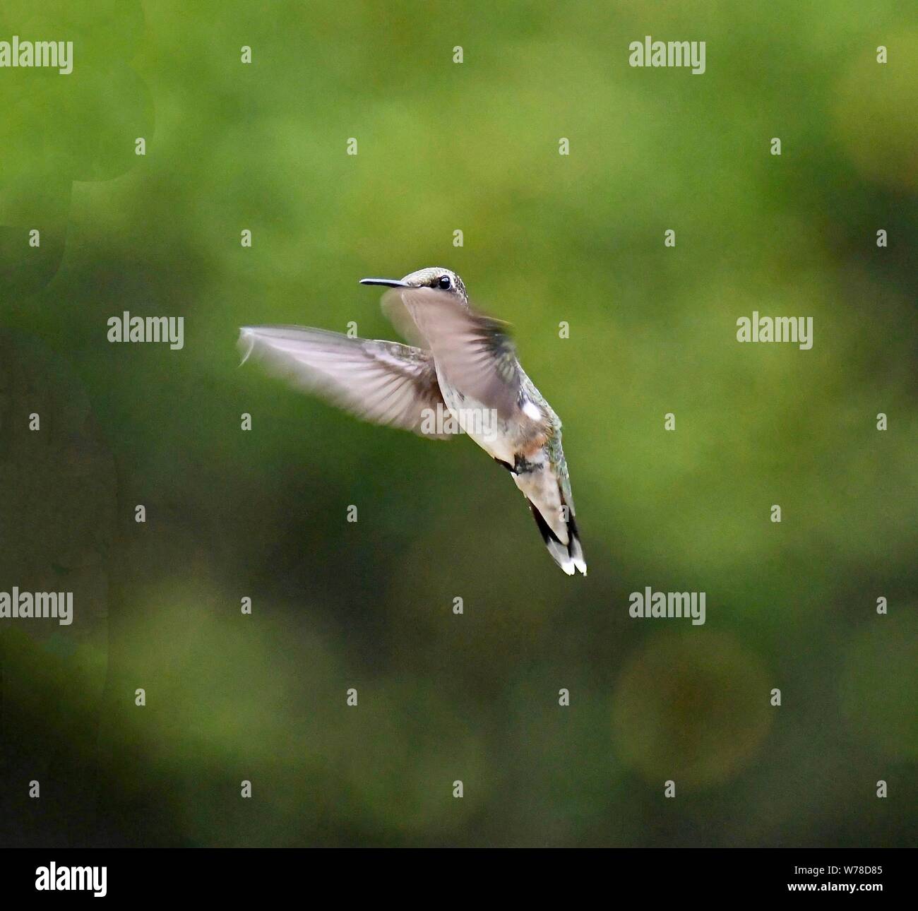 hummingbirds, hummingbird Stock Photo