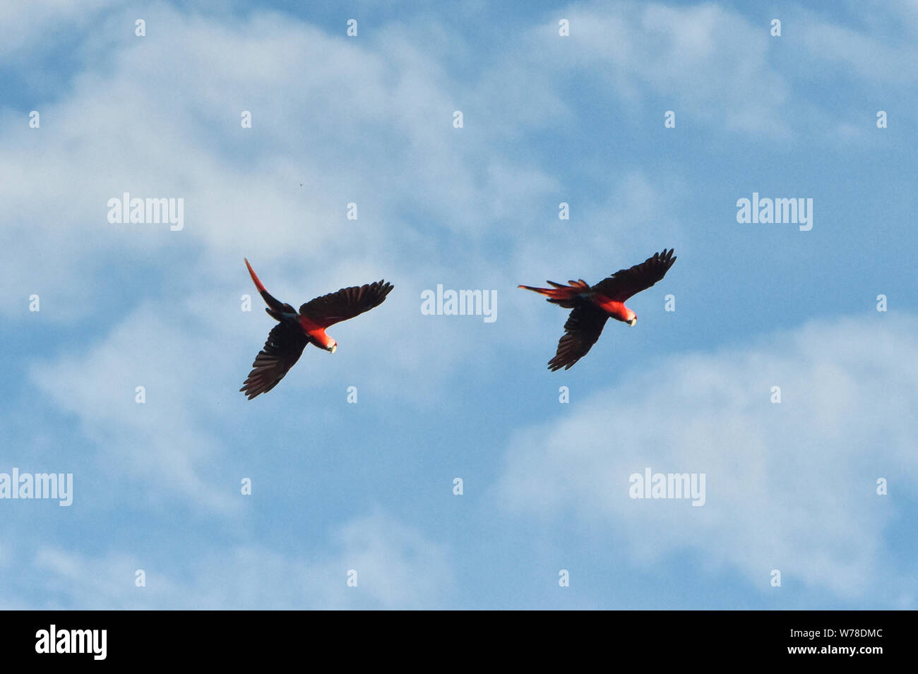 Scarlet macaws (Ara macao) in flight, Tambopata Reserve, Peruvian Amazon Stock Photo