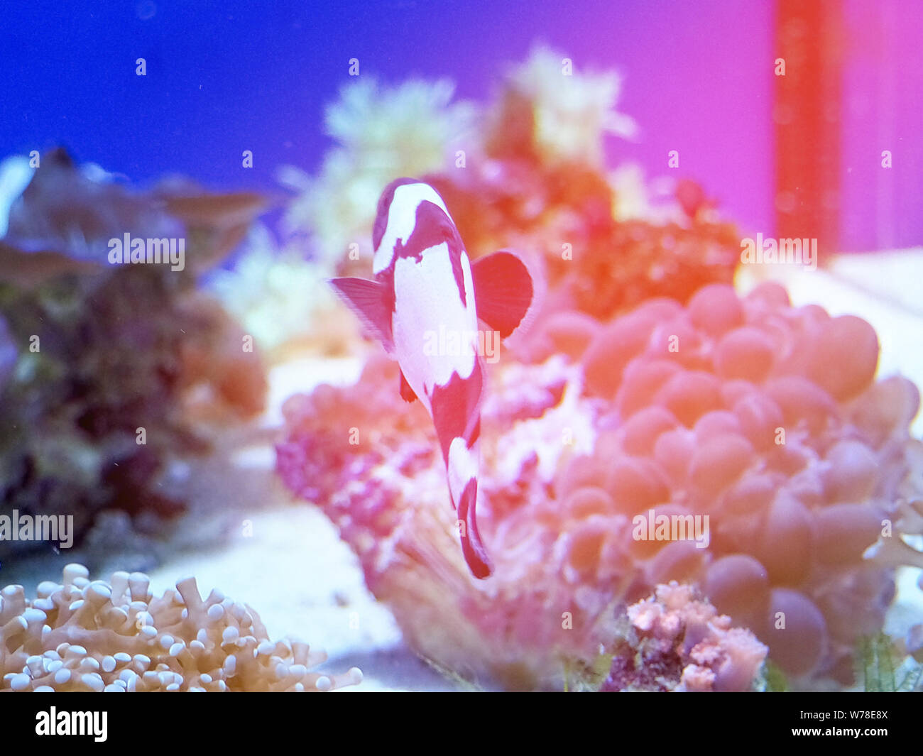 underwater coral reef landscape background in the deep blue ocean with colorful fish and marine life, blurred background Stock Photo
