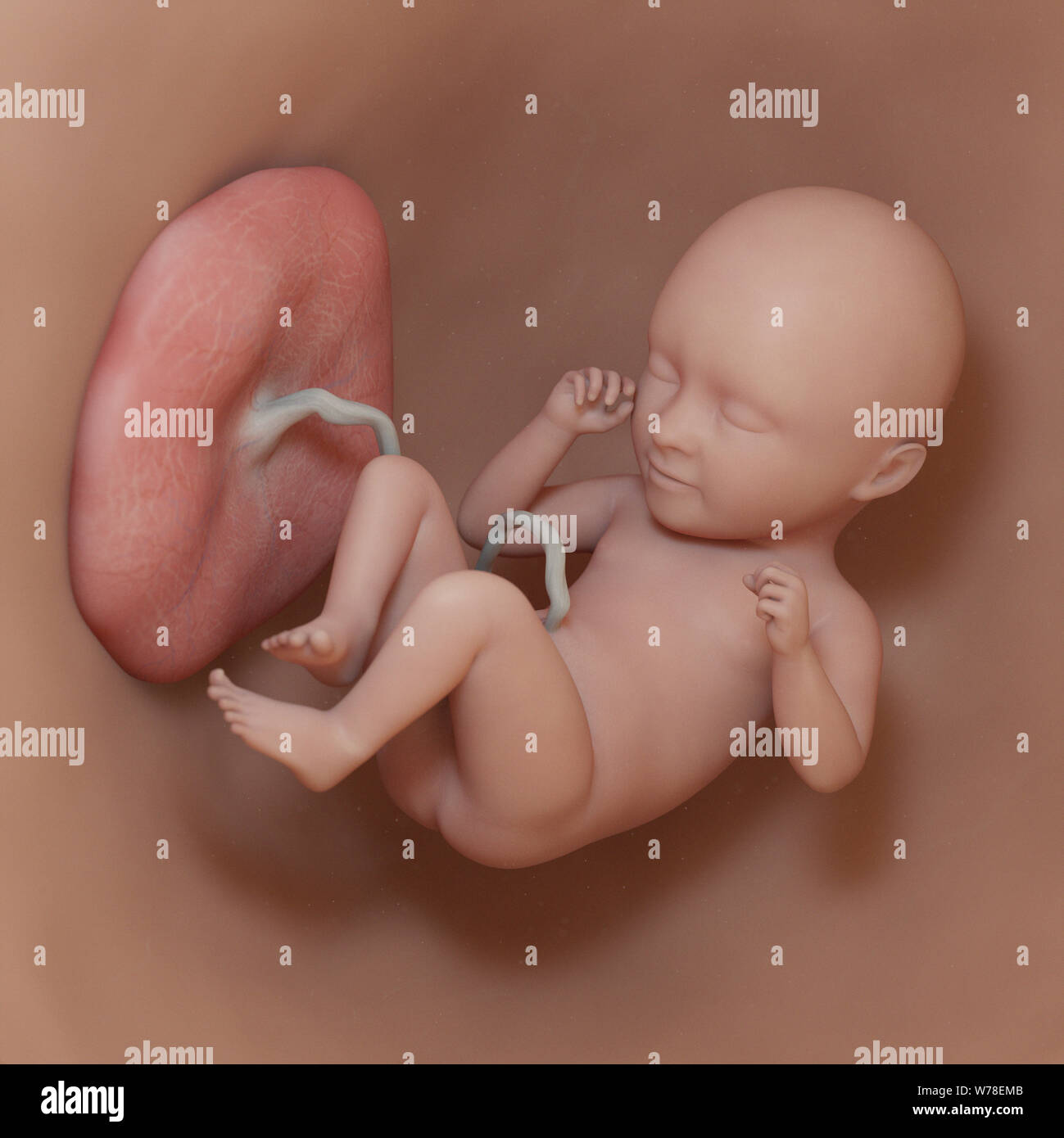 In utero ultrasound hi-res stock photography and images - Alamy