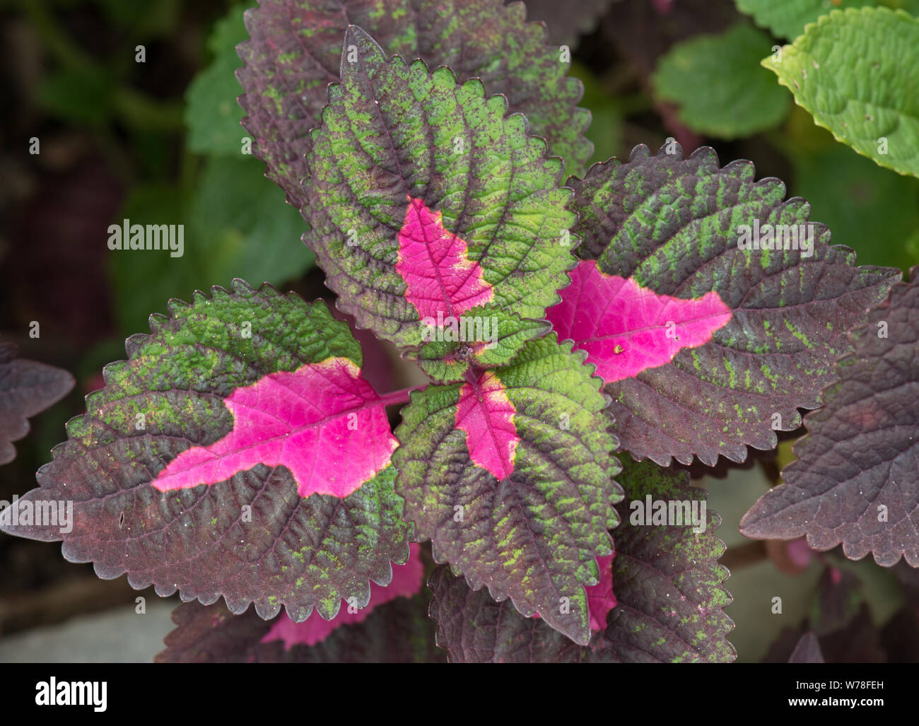 Painted Nettle plant Stock Photo Alamy