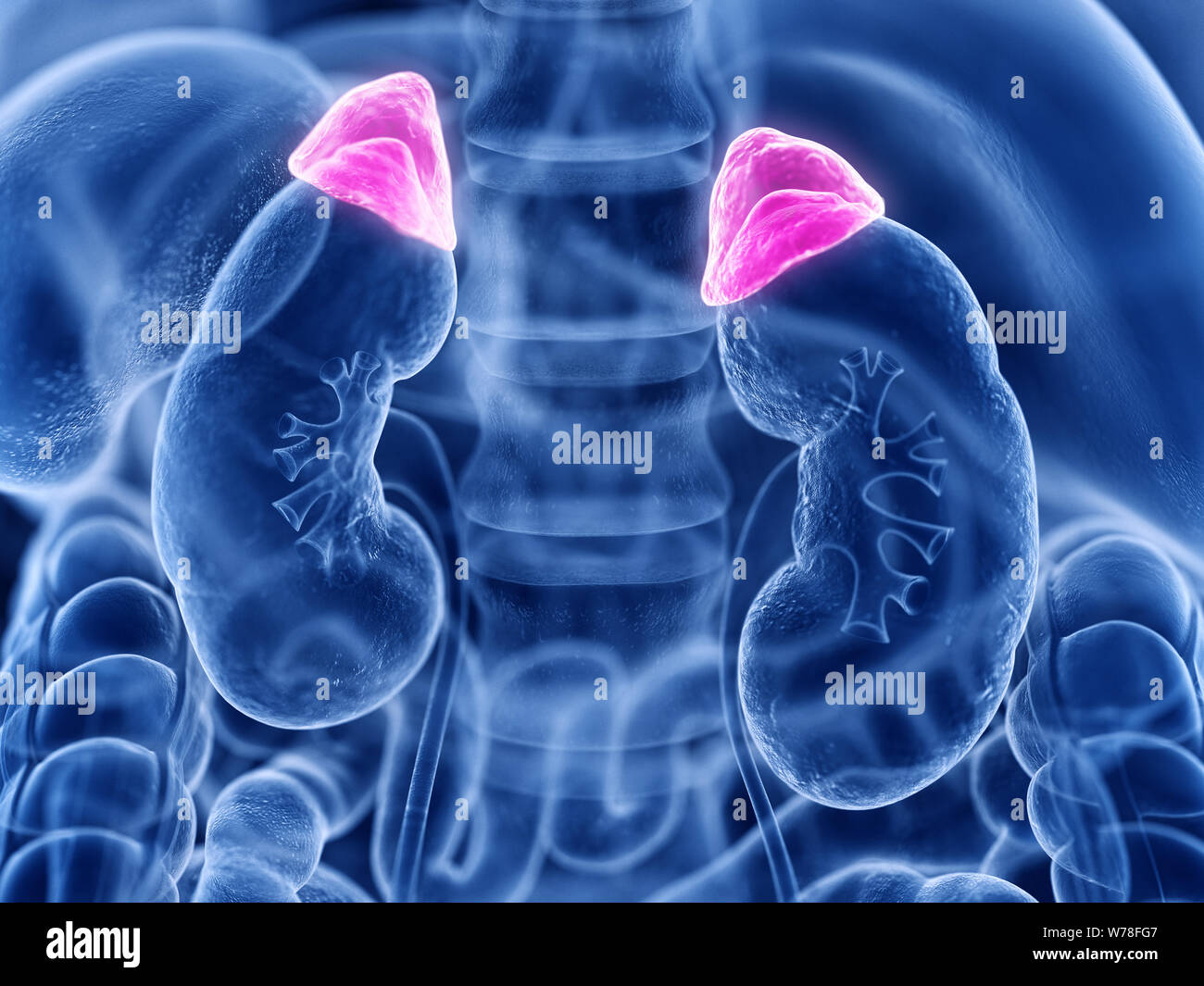 Adrenal insufficiency hires stock photography and images Alamy