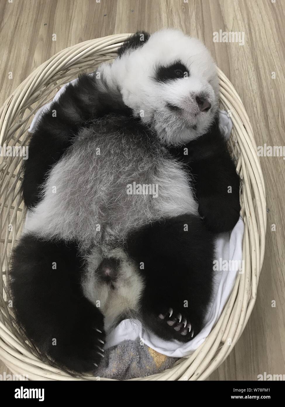 A giant panda cub rests in a basket at the Wolong National Nature Reserve in Ngawa Tibetan and Qiang Autonomous Prefecture, southwest China's Sichuan Stock Photo