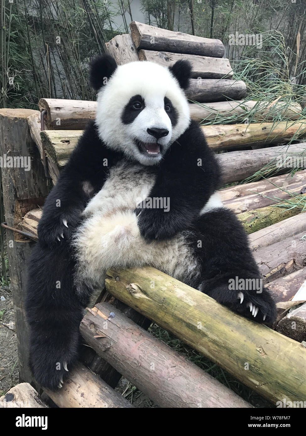 A giant panda rests on a wooden stand at the Wolong National Nature Reserve in Ngawa Tibetan and Qiang Autonomous Prefecture, southwest China's Sichua Stock Photo