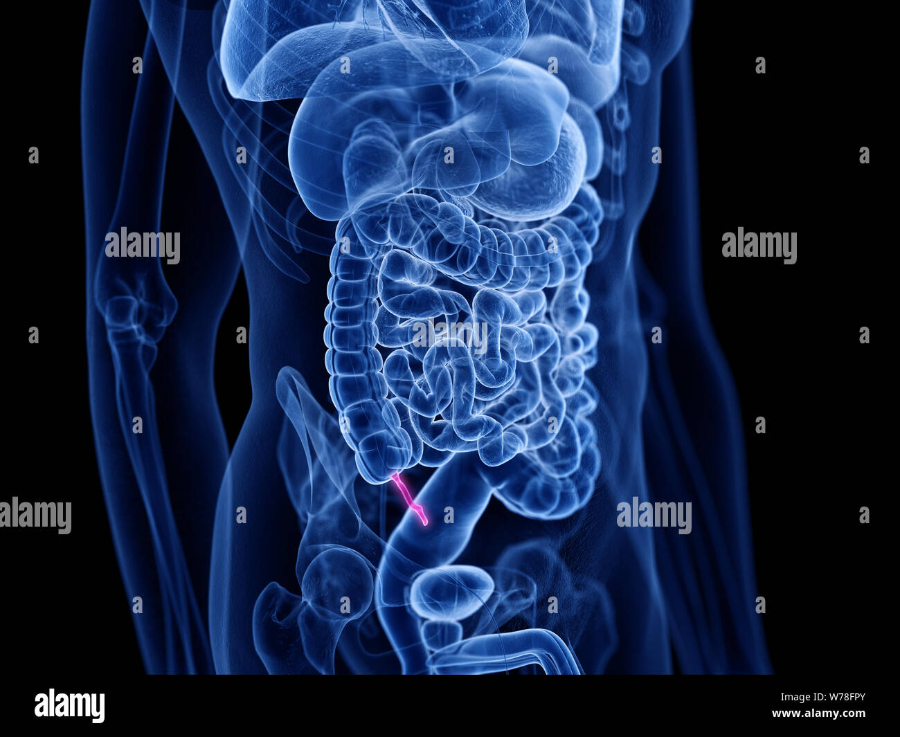 3d rendered medically accurate illustration of the appendix Stock Photo ...