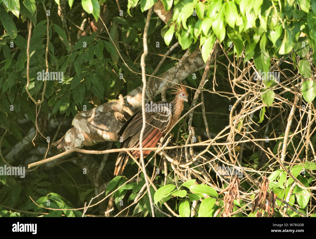 Hoatzin bird on Lake Tres Chimbadas, Tambopata River, Peruvian Amazon Stock Photo